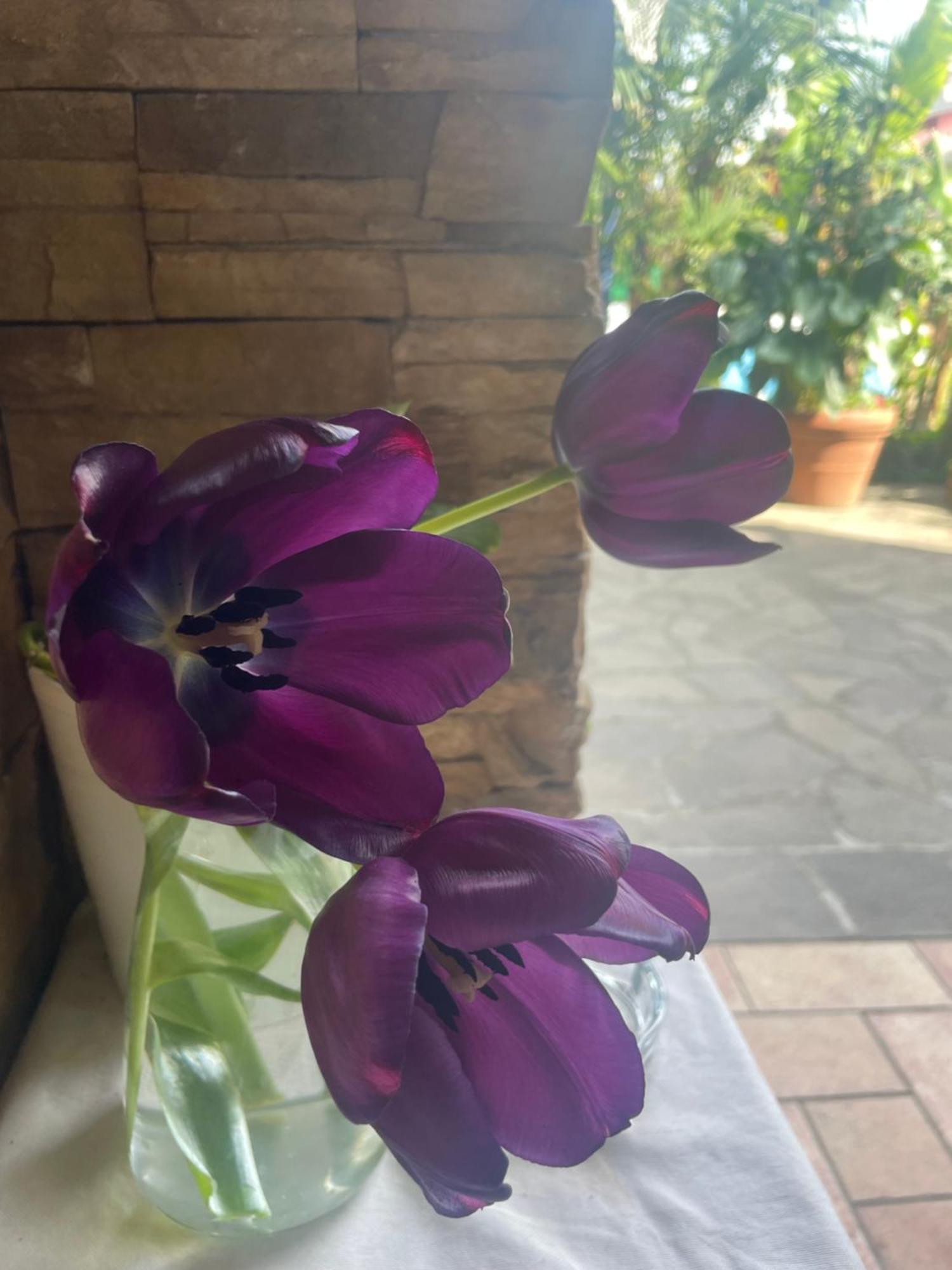 Il Giardino Di Emilia - Intero Appartamento In Villa Con Giardino Privato E Piscina Estiva Pontirolo Nuovo Bagian luar foto