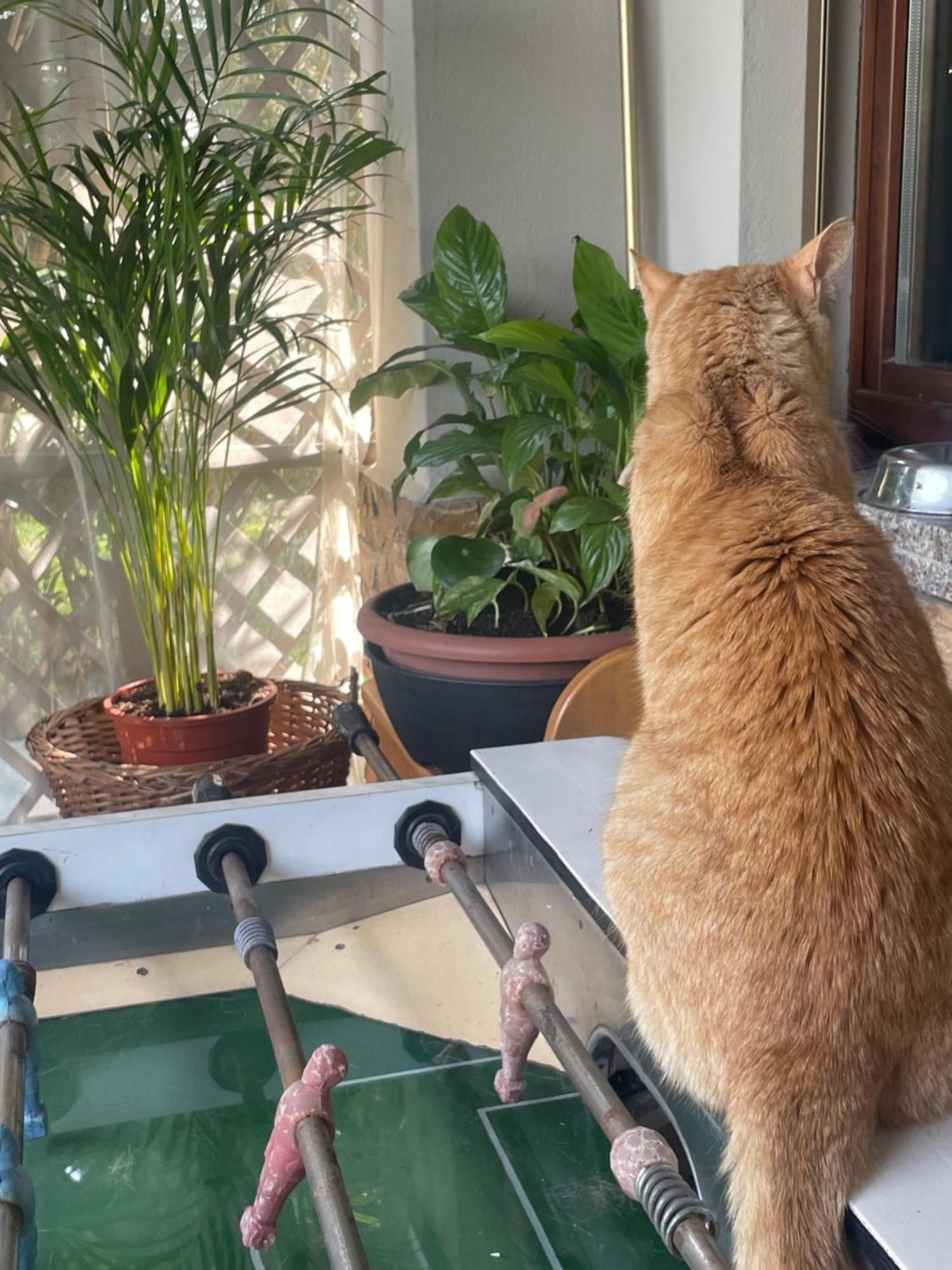 Il Giardino Di Emilia - Intero Appartamento In Villa Con Giardino Privato E Piscina Estiva Pontirolo Nuovo Bagian luar foto