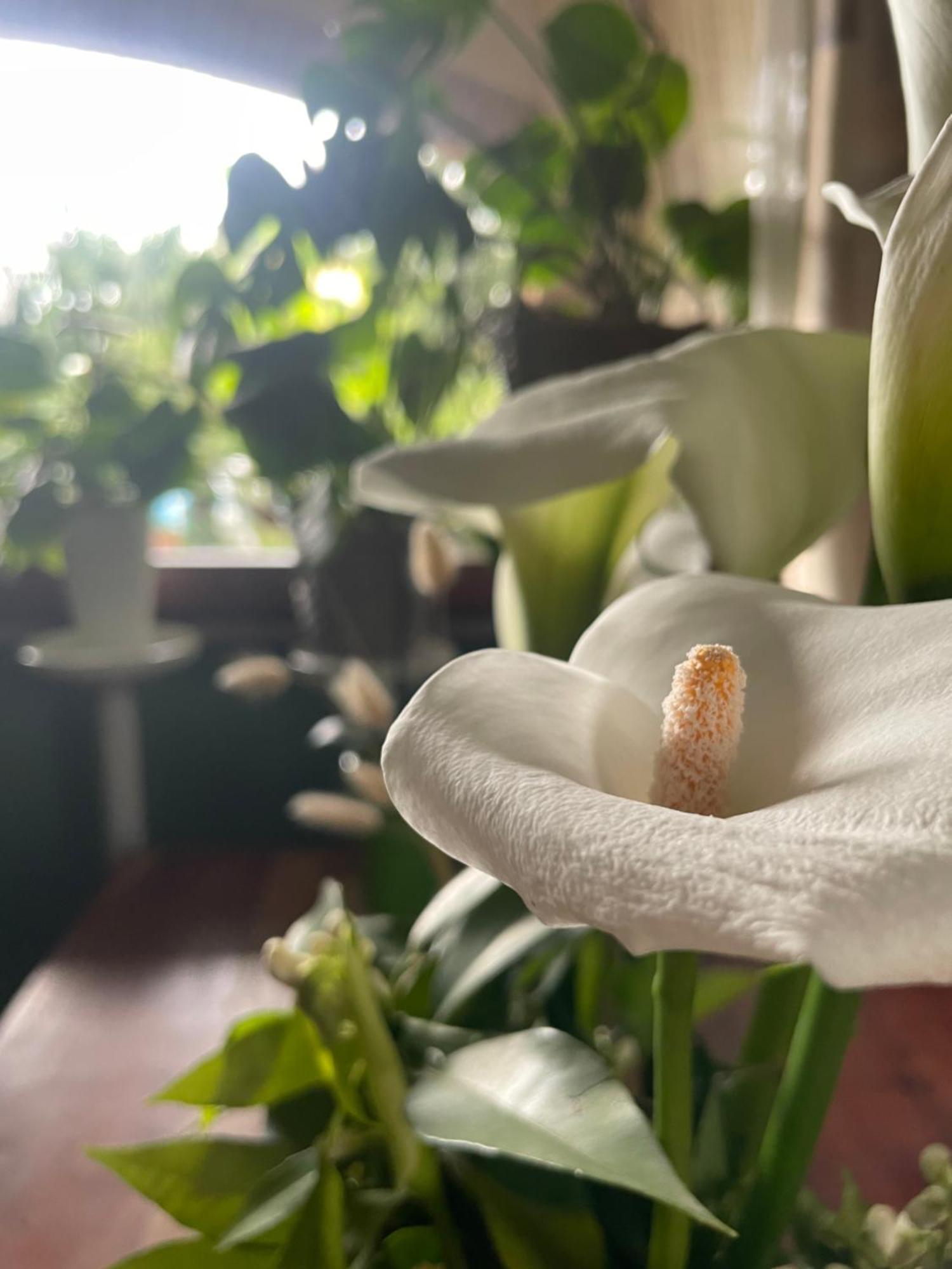 Il Giardino Di Emilia - Intero Appartamento In Villa Con Giardino Privato E Piscina Estiva Pontirolo Nuovo Bagian luar foto